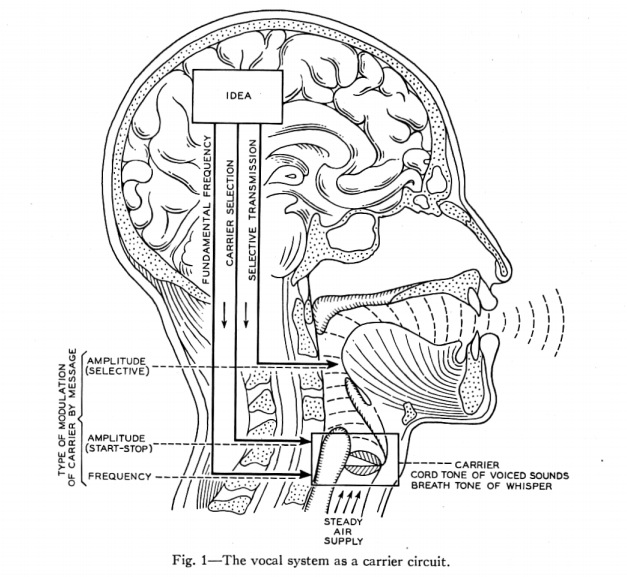 Schéma de l'appareil vocal humain
