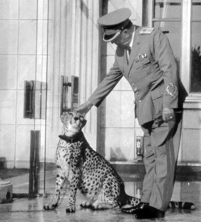 Tito et le guépard