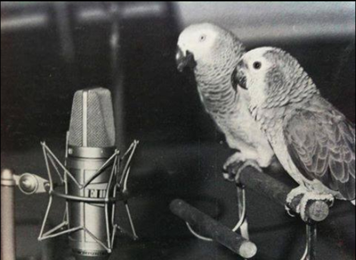 Poppy, the african grey’s talking