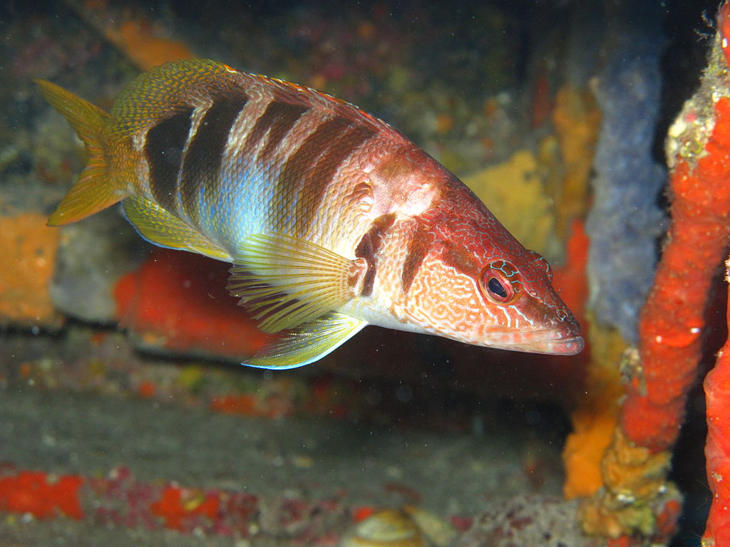 https://fr.wikipedia.org/wiki/Serranus_scriba